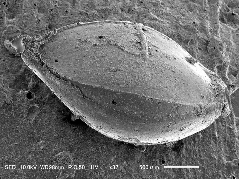 第191話　ヒエの栽培の起源と歴史